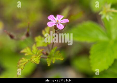 Gros plan de la fleur rose de Herb Robert - Geranium robertianum floraison dans un bois anglais, Angleterre, Royaume-Uni Banque D'Images