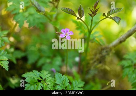 Gros plan de la fleur rose de Herb Robert - Geranium robertianum floraison dans un bois anglais, Angleterre, Royaume-Uni Banque D'Images