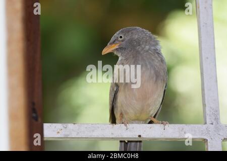 Vue latérale de Jungle Babbler oiseau, Turdoides striata également connu comme sept sœurs perching sur la fenêtre grill avec un fond flou. Oiseau d'Ahmedabad, Banque D'Images