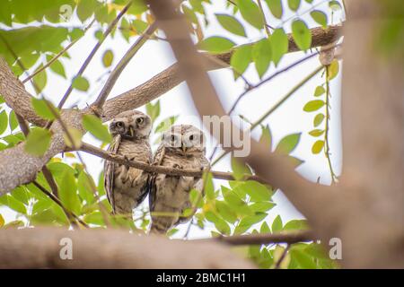 Paire de chouette tachetée (Athene brama) assise sur la branche d'arbre à pune, maharashtra, Inde Banque D'Images