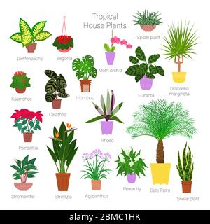 Ensemble coloré de différentes plantes de maison tropicales en pot. Succulents, plantes à feuilles persistantes dans les planteurs. Illustration vectorielle de type plat Illustration de Vecteur