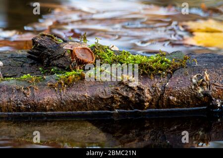 Champignon sur un morceau de bois dans l'eau Banque D'Images