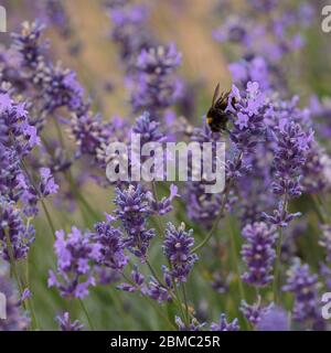 Une abeille Bumblebee à queue de Buff, aussi connue sous le nom de grosse abeille terrestre (Bombus terrestris), polenating Lavender à Mayfield Lavender Farm, Banstead, Angleterre Banque D'Images