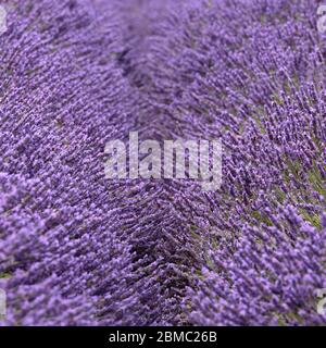 Un sentier obscurci entre les rangées de Lavender à la ferme de lavande de Mayfield, à Banstead, en Angleterre Banque D'Images