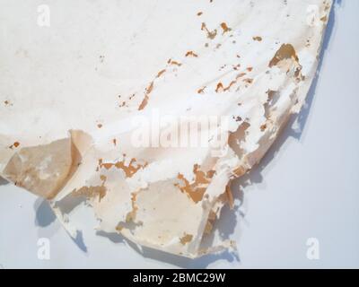 Papier avalé avec de l'argentse. Traces de silverfish naufragés sur des enveloppes de vinyle. Lepisma Banque D'Images