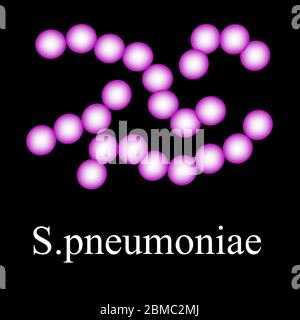 Structure des pneumocoques. Pneumocoque bactérienne. Infographies. Illustration vectorielle sur un arrière-plan isolé. Illustration de Vecteur