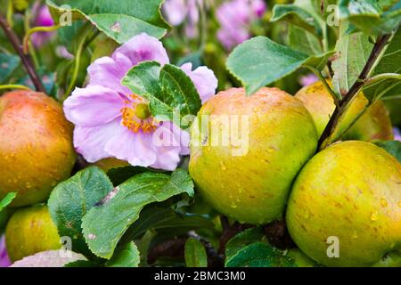 Pommes poussant dans le jardin clos de la maison Osborne sur l'île de Wight, Angleterre Banque D'Images