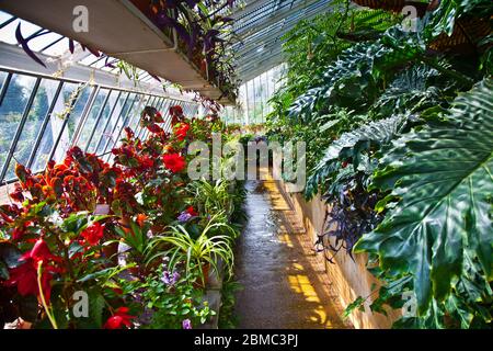 Vue intérieure de la serre du jardin de la reine Victoria à Osborne House sur l'île de Wight Banque D'Images