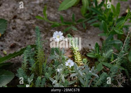 Petites fleurs blanches parmi les feuilles vertes défocurées et les succulents sur le lit de fleurs de la glissade alpine dans le jardin. Texture de plantes et de fleurs de jardin Banque D'Images