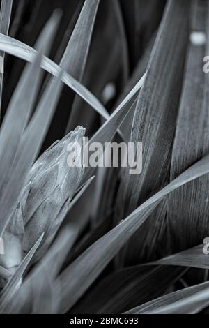 Photo en noir et blanc du gros bourgeon de fleur de l'arbuste de yucca parmi les longues feuilles de cactus. Plante tropicale en fleur. Toile de fond fleurie inhabituelle avec espace pour le texte Banque D'Images