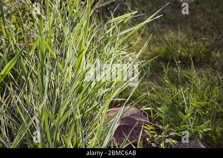 Texture d'herbe verte fraîche luxuriante en plein soleil sur fond vert flou avec espace de copie et espace pour les faux coups de soleil Banque D'Images