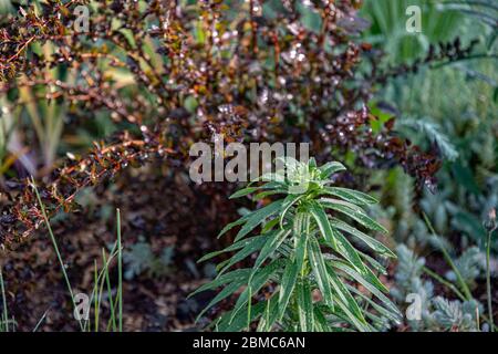 Haut du jardin, le Bush au nénuphar en premier plan et le fond flou avec des feuilles pourpres et une herbe luxuriante dans le parterre fleuri. L'eau tombe sur les feuilles vertes de la plante Banque D'Images