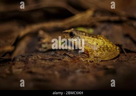 Petite grenouille d'arbre jaune - petite grenouille d'arbre à tête sur la feuille de forêt tropicale en inde. Est également appelé Dendropsophus microcephalus. Photographie macro grenouille Banque D'Images