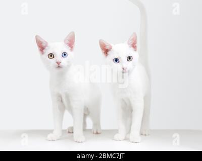 Deux chatons blancs jumeaux avec hétérochromie, un œil bleu et un œil jaune, qui ressemblent à des images miroir l'un de l'autre Banque D'Images
