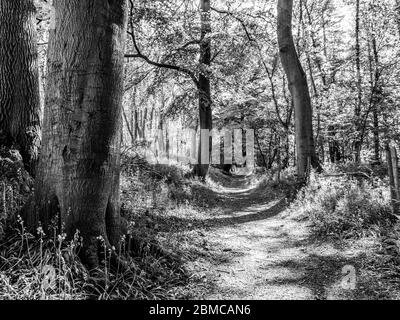 Paysage noir et blanc de Bluebell Woods à Grims Ditch, le Ridgeway National Trail, Oxfordshire, Angleterre, Royaume-Uni, GB. Banque D'Images