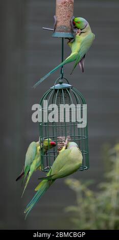 Londres, Royaume-Uni. 8 mai 2020. Trois Parakeets descendent sur des mangeoires d'oiseaux dans un jardin du sud de Londres, se disputant pour se positionner sur une soirée chaude, le 75e anniversaire de la Journée VE. Crédit: Malcolm Park/Alay Live News. Banque D'Images