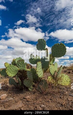 Pear cactus de Pickly dans le parc national de City of Rocks, situé entre Silver City et Deming dans le désert de Chihuahuan, Nouveau-Mexique, États-Unis Banque D'Images