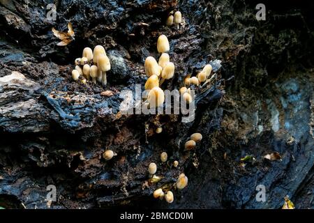 Champignons jaunes poussant sur un arbre mort dans la forêt d'Epping, Essex, Angleterre, Royaume-Uni Banque D'Images