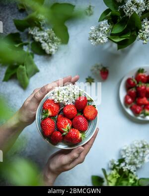 Assiette de fraises biologiques rouges fraîches dans les mains de la femme. Elle est prête à la mettre sur une table décorée de fleurs blanches et de feuilles vertes. Sélectif FO Banque D'Images