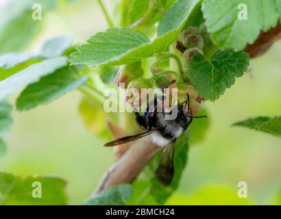 Gros plan de l'abeille sur les feuilles Banque D'Images