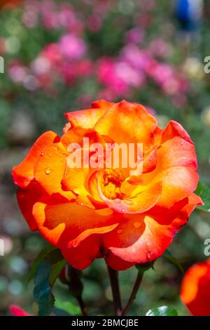 Rose orange et jaune dans un jardin avec des fleurs roses et pourpres en arrière-plan Banque D'Images