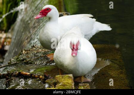 Une paire de gooses blanches se détendant sur le bord de l'étang d'eau verte, l'eau potable. Observation autour. Gros plan de photos colorées. Banque D'Images
