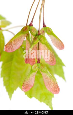 Gros plan de graines d'érable rouge (acer rubrum) isolées sur du blanc. Banque D'Images