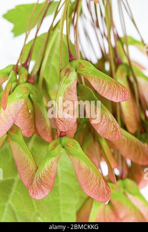 Gros plan de graines d'érable rouge (acer rubrum) isolées sur du blanc. Banque D'Images