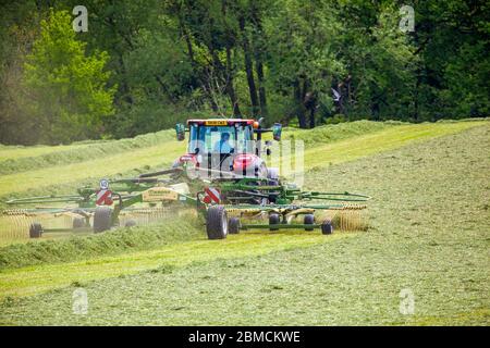 Le tracteur Red Massey Ferguson 7624 a taillé de l'herbe prête à sécher et à être récoltée et récoltée pour l'ensilage dans les terres agricoles rurales du Cheshire Banque D'Images