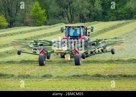 Le tracteur Red Massey Ferguson 7624 a taillé de l'herbe prête à sécher et à être récoltée et récoltée pour l'ensilage dans les terres agricoles rurales du Cheshire Banque D'Images