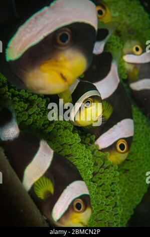 Pandas anemonefish (Amphiprion polymus) sur le site de plongée de l'Aer Prang 2, dans le détroit de Lembeh, dans le nord de Sulawesi, en Indonésie Banque D'Images