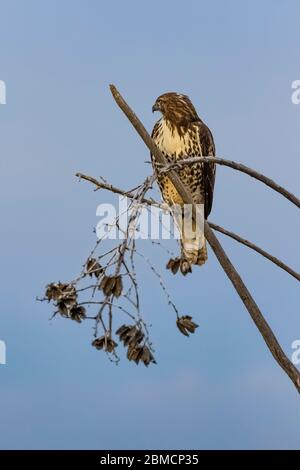 Buse à queue rouge, Buteo jamaicensis, juvénile perché sur le yucca dans le parc national de la ville de Rocks, situé entre Silver City et Deming dans le Chihuahuan de Banque D'Images