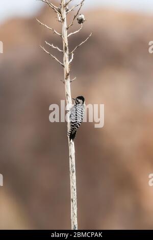 Pic à dos en échelle, Dryobates scalaris, femelle perchée sur une tige de yucca sèche dans le parc national de City of Rocks, situé entre Silver City et Deming In Banque D'Images