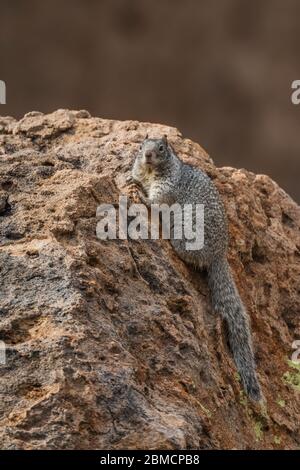 Rock Squirrel, Otospermophilus variegatus, sur le rocher d'observation dans le parc national de City of Rocks, situé entre Silver City et Deming dans le Chihuahuan Deser Banque D'Images