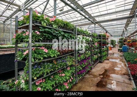 Croissance des semis de fleurs sur des étagères en serre Banque D'Images