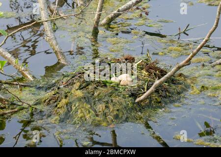 Nid flottant avec des œufs d'oiseau d'eau grebe à Groene Hart, Hollande Banque D'Images