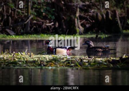 Une paire de canards de bois, hommes et femmes, flottent le long de la rivière Silver dans le parc national de Silver Springs, en Floride Banque D'Images