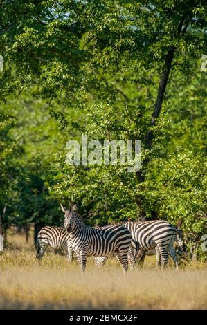 Les zèbres de Burchelles dans le parc national de Mosi-oa-Tunya près de Livingston en Zambie. Banque D'Images