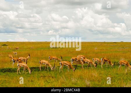 Un groupe de licence de la gazelle de Grant (Nanger granti, syn. Gazella granti) se nourrissant dans le parc national de Serengeti, Tanzanie. Banque D'Images