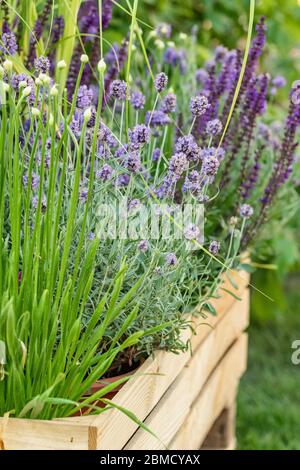 Fleurs de prairie croissant dans une boîte en bois dans le jardin urbain Banque D'Images