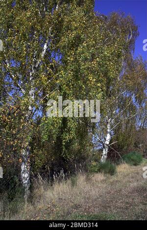 Bouleau en automne, feuilles jaunrées. Birke im Herbst, vergilbte Blätter. pożółkłe liście. 樺樹在秋天，泛黃的葉子。 Banque D'Images