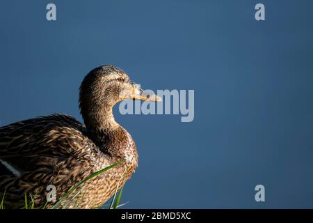 Canard colvert femelle (Anas platyrhynchos), River Weaver, Cheshire, Angleterre, Royaume-Uni Banque D'Images