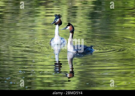 Grands grebes à crête (Podiceps cristatus) en été, en plumage, River Weaver, Cheshire, Angleterre, Royaume-Uni Banque D'Images