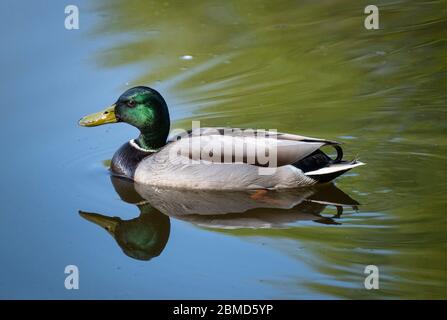 Canard colvert mâle (Aras platyrhynchos), Cheshire, Angleterre, Royaume-Uni Banque D'Images