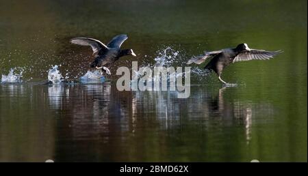 Cuisiniers (Fulica atra) qui traverse l'eau et combat, Cheshire, Angleterre, Royaume-Uni Banque D'Images