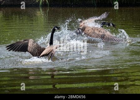 Bernaches du Canada (Branta canadensis) qui s'écrasent sur le Weaver, Cheshire, Angleterre, Royaume-Uni Banque D'Images