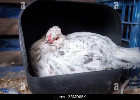 poulet pondre des œufs dans une boîte faite maison en plastique recyclé contenant, dans la maison de poule. ferme, zéro déchet, recyclage, durable vie con Banque D'Images