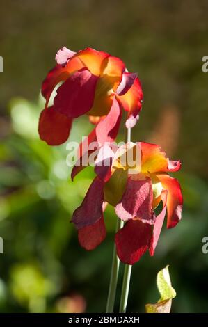 Sydney Australie, gros plan de fleurs rouges d'une plante pitfall au soleil Banque D'Images