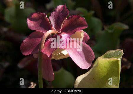 Sydney, Australie, rose fleur d'une plante piège en soleil Banque D'Images