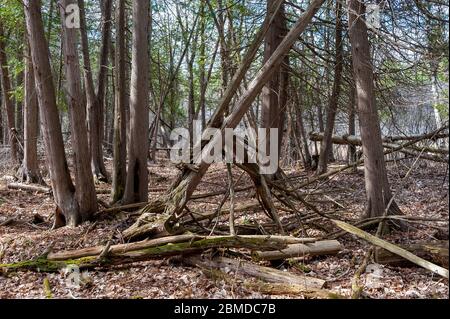 arbres neufs, anciens et tombés dans la forêt Banque D'Images